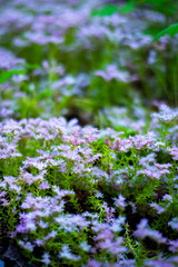 Obraz premium flowers in a garden