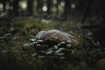 
a large brown mushroom among the greenery in the forest