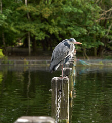 Vertical shot of a heron perched on a wooden pier in a pond