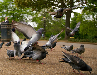 Selective focus shot of pigeons flying and eating in the park
