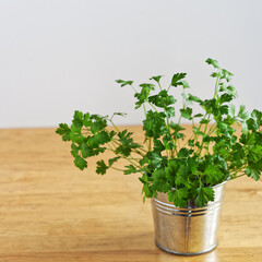 Fresh parsley herb in metal bucket pot on wooden table. Growing own herbs at home. Copy space.