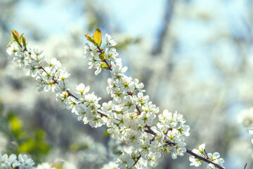 Blackthorn flowers bloomed in the spring garden.