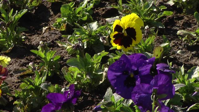 Closeup of colorful pansy flower, The garden pansy is a type of large-flowered hybrid plant cultivated as a garden flower. Pansy - viola flowers and plants.
