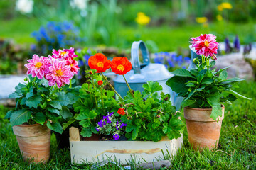 Fototapeta na wymiar Seedlings of flowers on a table in the garden.