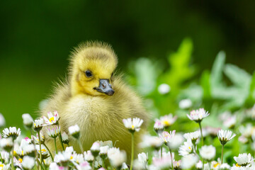 Kanadagans G&ouml;ssel umgeben von G&auml;nsebl&uuml;mchen