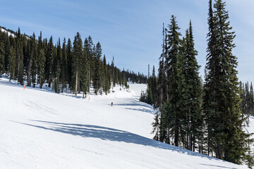 ski resort trail covered in snow and tall green trees revelstoke british columbia