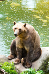 Obraz premium Tiere - Wildbahn -Gefangenschaft - Retten