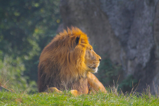 the lion lies on the grass in the zoo