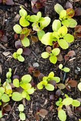 Background of fresh lettuce salad growth on the ground soil in the garden in spring season.