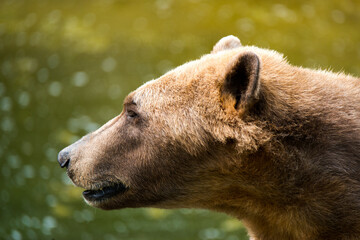 Tiere - Wildbahn -Gefangenschaft - Retten