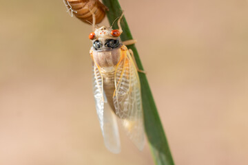 Brood X Cicada