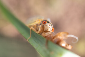 Brood X Cicada