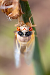 Brood X Cicada