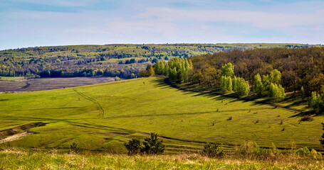 Fototapeta na wymiar Spring landscape and trees, fields