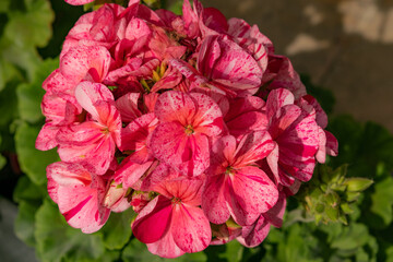 Closeup of a beautiful geranium plants in purple color