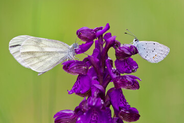 Two butterflies face to face, a short-tailed blue (Cupido argiades) and a wood white butterfly (Leptidea sinapis / L. juvernica / L. reali) rest on green-winged orchid flower (Anacamptis morio).