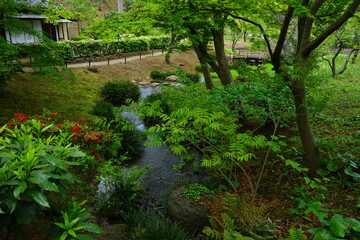 Pond in Japanese garden - 日本庭園 池 
