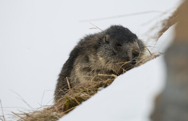 Hungriges Murmeltier