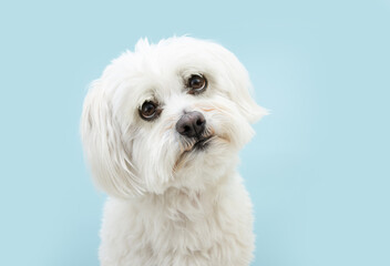 Expressive maltese dog looking with sad eyes. Isolated on blue background.