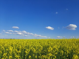 Obraz premium Yellow rapeseed field and the blue sky with white clouds