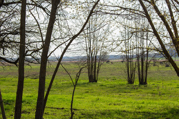 green spacious field in spring with young trees without leaves