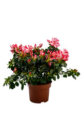 Blooming pink azalea in flower pot isolated on white background