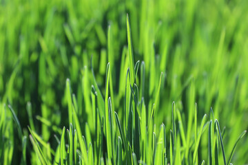 Green grass closeup. Natural green background. Shallow depth of field.