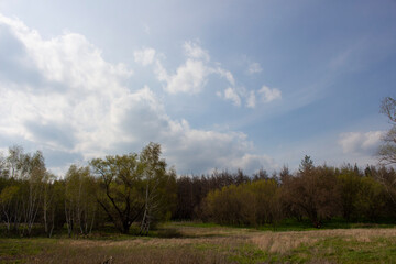 green forest in spring and blue sky with white clouds