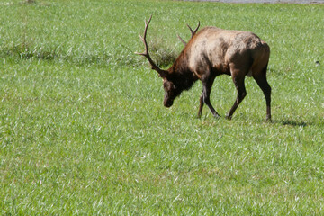 Naklejka na ściany i meble Bull Elk in a field of grass