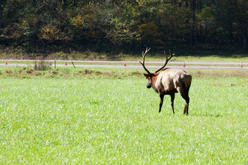 Bull Elk in a field of grass
