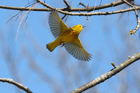 Yellow Warbler (male) flying off tree in Provincial park on bright spring day
