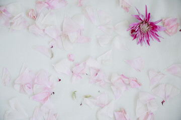 Pink rose petals on a white background.