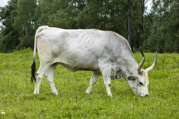 The Hungarian Grey (Hungarian: Magyar Szürke), also known as Hungarian Steppe Cattle, is an ancient breed of domestic beef cattle indigenous to Hungary. Feeding on meadow in southern Slovakia.