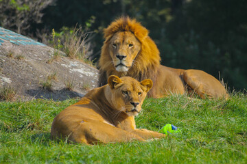 lion and lioness at the zoo