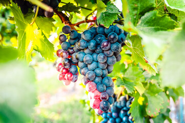 Close-up of ripe red grapes growing in a vineyard. The grapes are illuminated by golden sunlight.