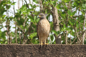 Gavião do cerrado