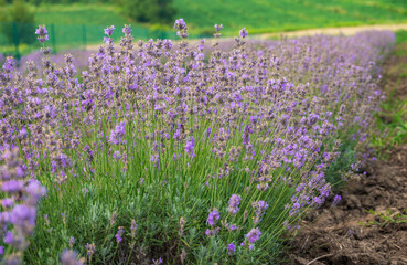 Field of blooming purple lavender