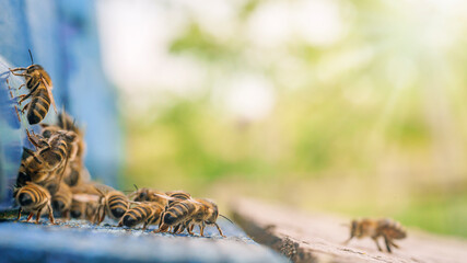 bees flying back in hive after an intense harvest period