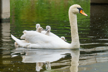 Stolze Schwanenmama  schwimmt mit Schwanenbabys in ihrem Federkleid