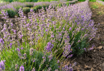 Obraz premium Field of blooming purple lavender