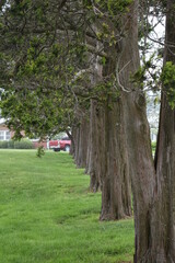 Tree row in park
