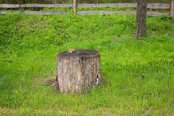 Fototapeta premium one old gray tree stump in the garden