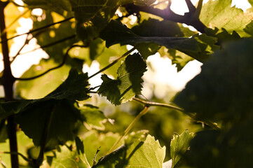 Close-up view of vine leaves illuminated by golden evening sunlight. The sun is shining bright in the center.