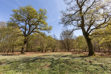 old_oak_trees