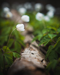 Waldblümchen mit Baumstamm