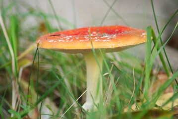 Grzyb muchomor  © Grzegorz