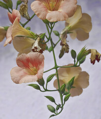 Blooming Chinese Trumpet Vine Plant