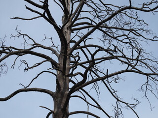 charred trunk of a burnt tree against the blue sky