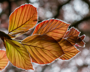 The Copper beech tree (Fagus sylvatica purpurea) leaves isolated, close up, macro, detail.
