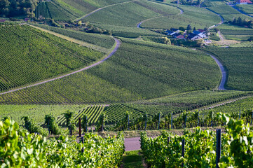 View of a vineyard landscape on the mountain Kappelberg near Stuttgart, Germany.
